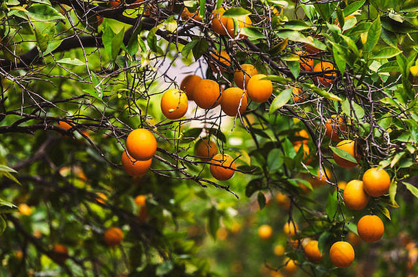 橙色果园