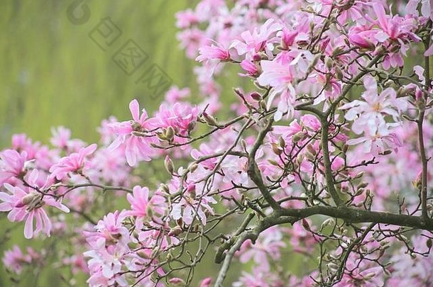 木兰loebneri伦纳德梅塞尔粉红色的明星形状的木兰完整的布鲁姆春天