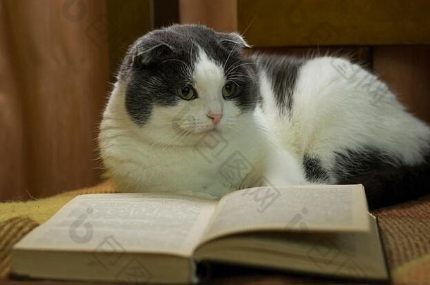 猫读书床上