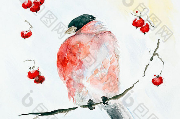冻红色的鸟红腹灰雀冬天罗文浆果广场手工制作的水彩画插图