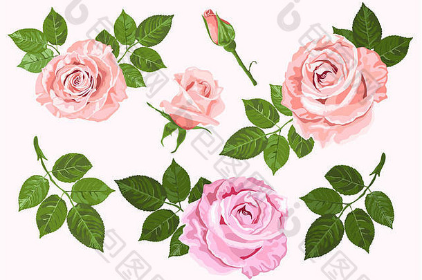 粉红色的米色玫瑰绿色叶子元素集孤立的白色背景花装饰