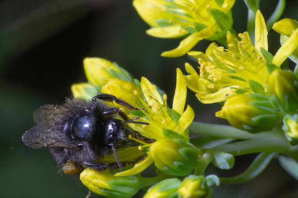 红色的跟踪熊蜜蜂bombus拉皮达留斯忙收集花粉花蜜黄色的图山金丝桃属植物androsaemum花更大的曼彻斯特