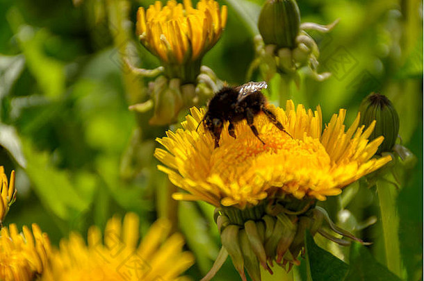 盛开的蒲公英草地大黄蜂收集花蜜