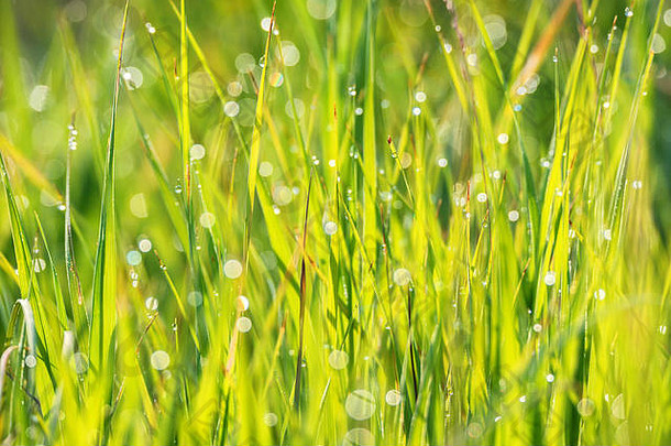 绿色草滴早....露水