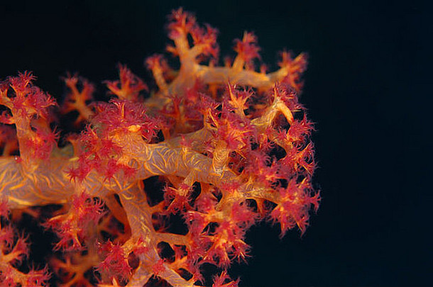 红色的软珊瑚
