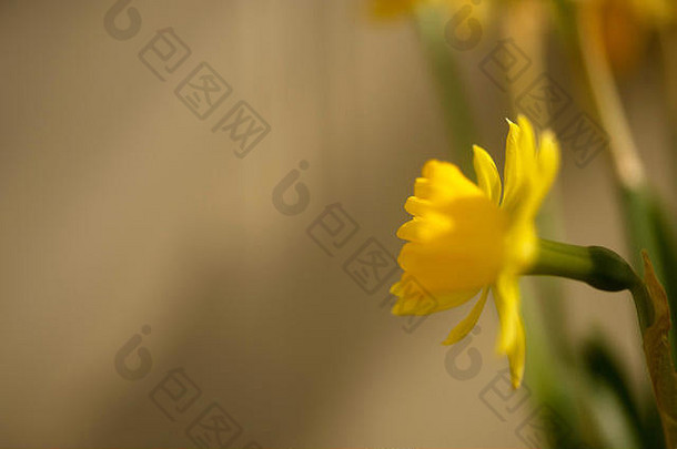 黄色的春天花水仙花