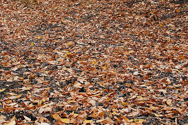 下降叶子枫木封面温暖的颜色aut