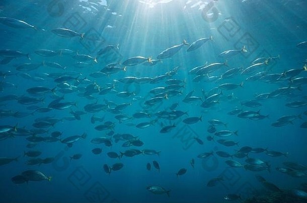 水下阳光水表面学校鱼sarpa萨尔帕地中海海自然场景科特d azur法国