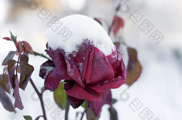 红色的玫瑰冻雪冬天花圃