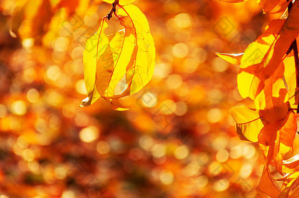 秋天叶子桃子树背光特写镜头色彩斑斓的叶子免费的空间温暖的颜色颜色阳光明媚的一天