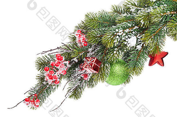 圣诞节雪冷杉树分支冬青浆果装饰孤立的白色背景
