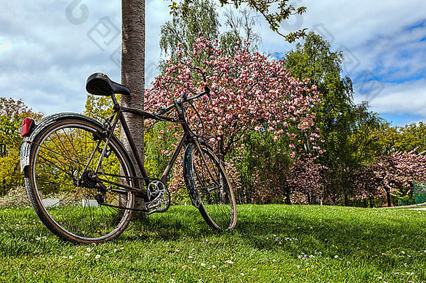 自行车倾斜树公园春天