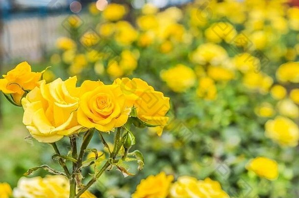 小巷黄色的玫瑰雨基辅乌克兰
