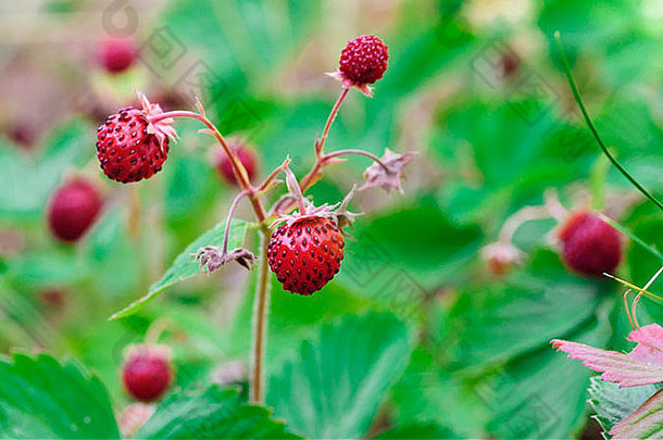 野生成熟的草莓