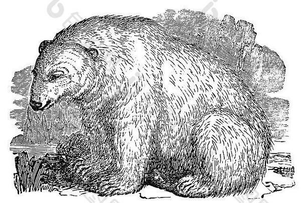 维多利亚时代雕刻极地熊数字恢复图像mid-th世纪百科全书