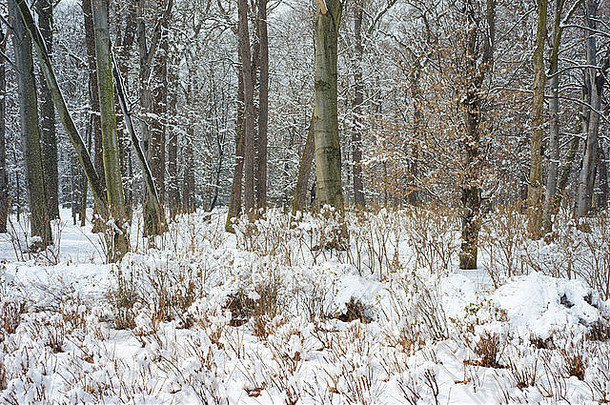树覆盖雪冬天仙境弗罗茨瓦夫公园szczytnicki