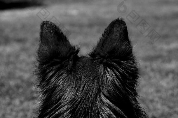 黑与白可爱的几何摘要艺术黑色的喜怒无常的有<strong>创意</strong>的狗狗德国牧羊犬housedog宠物