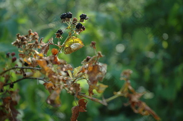 野生黑莓成长丰富南部曼联州