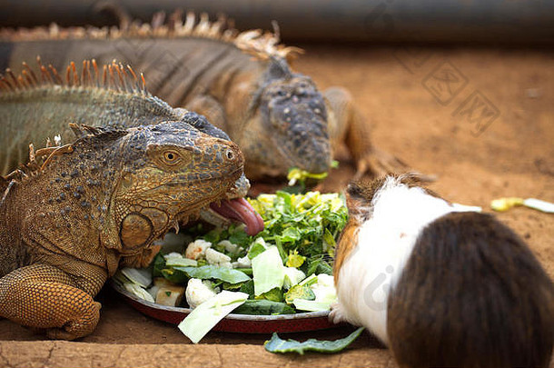 蜥蜴吃叶子盘子吃几内亚猪