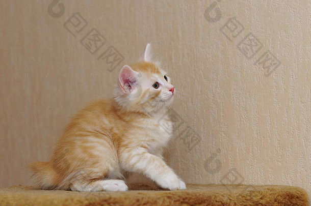 可爱的红色的小猫坐着房子长发品种猫首页生活宠物