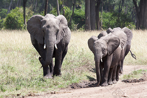 非洲大象返回玛拉沼泽