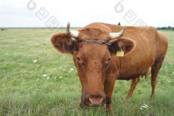 波兰的红色的牛<strong>牧场</strong>特写镜头
