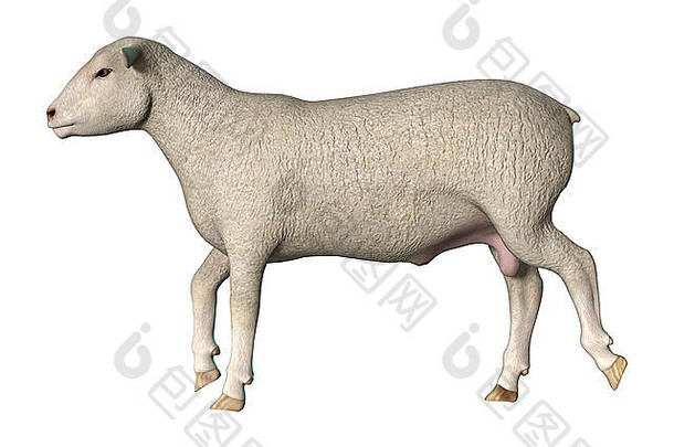 数字渲染走羊孤立的白色背景