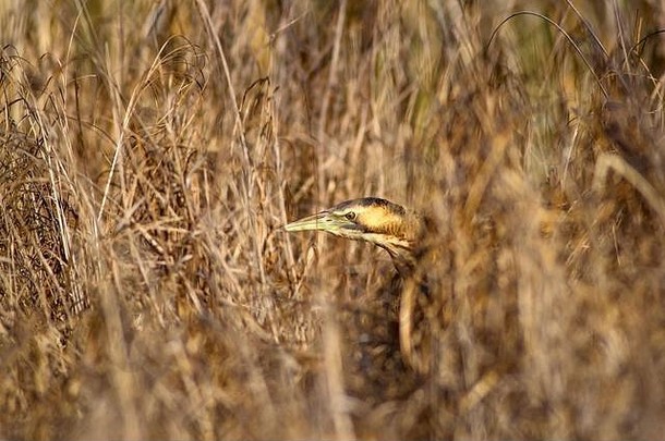 自然鸟鸟欧亚卤植物龙stellaris黄色的棕色（的）栖息地背景
