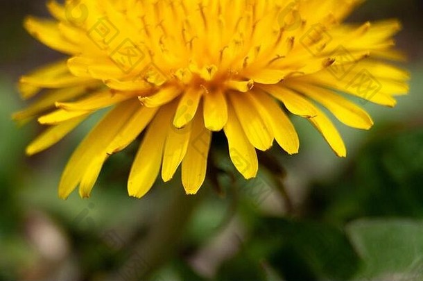 黄色的蒲公英宏照片花瓣花关闭一边视图