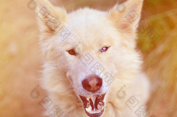 健美的肖像白色西伯利亚萨莫耶德人沙哑的狗色彩差异现象眼睛颜色白天在户外