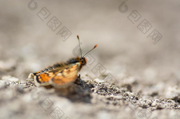 沼泽贝母蝴蝶桫椤属奥里尼亚配置文件稀缺的蝴蝶家庭nymphalidae休息只地面