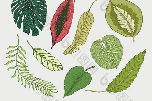 刻手画热带异国情调的叶子孤立的叶古董植物monstera蕨类植物棕榈香蕉植物学集