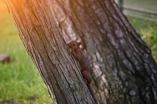 红色的松鼠松树日落效果<strong>粮食</strong>添加野生动物内部地中海森林软焦点有限的光