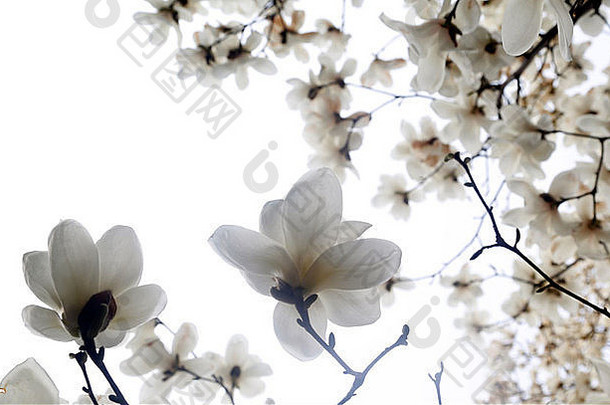 白色木兰开花了首尔南韩国