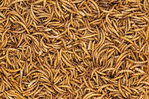 背景纹理干黄粉虫幼虫在黑暗中甲虫提供美味的高蛋白质零食鸟动物人类