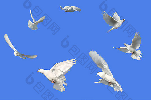 概念图像和平白色鸽子飞行圆明亮的蓝色的天空