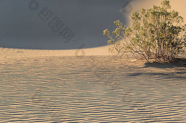 沙子沙丘沙漠布什死亡谷美国