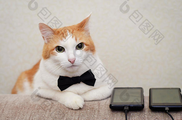 变得白化——红色的猫黑色的弓领带说谎手机
