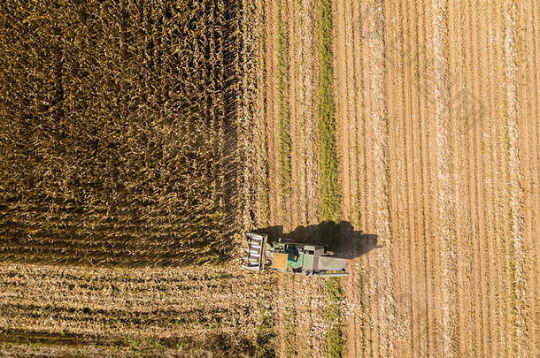 结合收割机挑选种子字段空中视图场结合收割机剥玉米皮收集作物玉米脱粒
