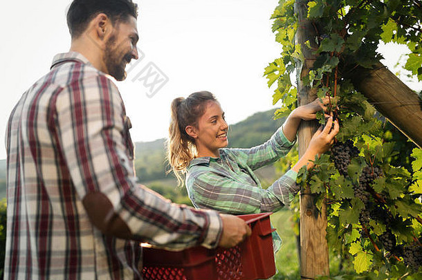 葡萄种植者收获葡萄葡萄园