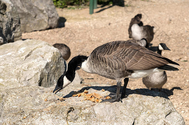 加拿大鹅吃面包岩石