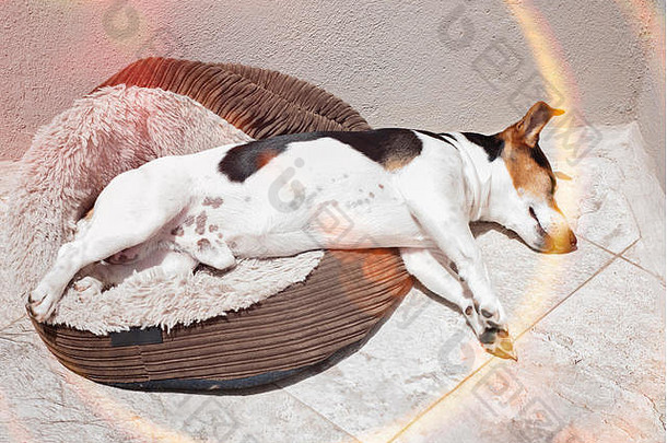 杰克罗素梗狗睡觉太阳阳台狗的中暑保护概念阳光效果