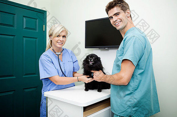 年轻的兽医医生检查狗