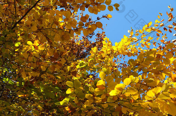 分支黄色的叶子秋天