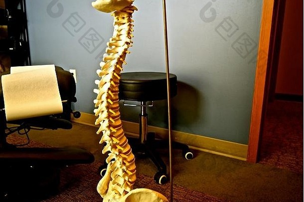 副本脊髓绳脊椎指压治疗者的办公室显示适当的对齐回来骨头
