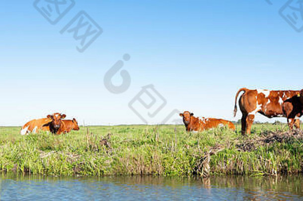 红色的白色牛小腿绿色长满草的草地运河荷兰