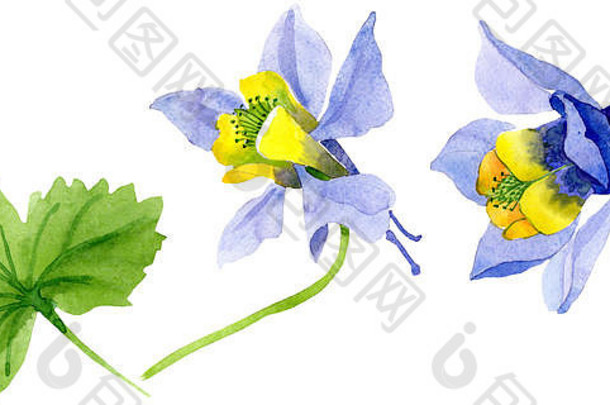 蓝色的黄色的曼陀罗花植物花水彩背景集孤立的曼陀罗插图元素