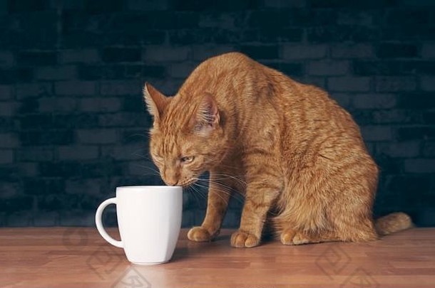 渴了姜猫好奇的杯子表格