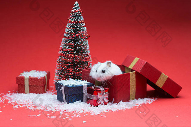 可爱的圣诞节仓鼠内部盒子圣诞节树