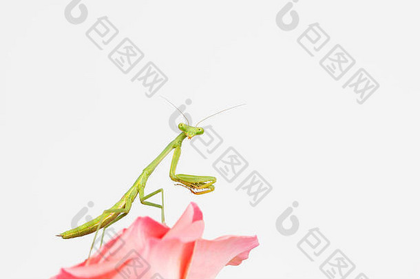 一边视图年轻的绿色祈祷螳螂美丽的少女头转脸查看器关闭有益的昆虫粉红色的花